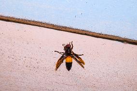 Lesser Banded Hornet  - Animal India
