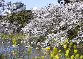 Cherry blossoms near Imperial Palace in Tokyo