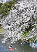 Cherry blossoms near Imperial Palace in Tokyo