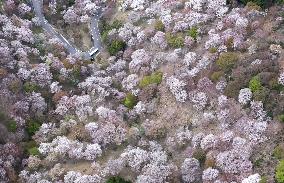 Cherry blossoms in western Japan