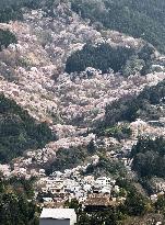 Cherry blossoms in western Japan