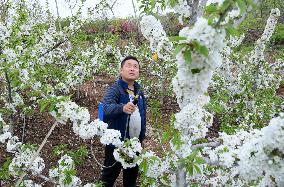 Cherry Blossom Industry in Zaozhuang