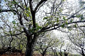 Cherry Blossom Industry in Zaozhuang
