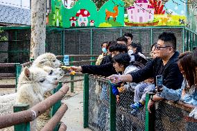 Tourists Feed Food to Alpacas in Zhengzhou Zoo
