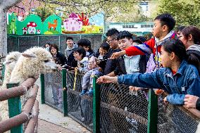 Tourists Feed Food to Alpacas in Zhengzhou Zoo