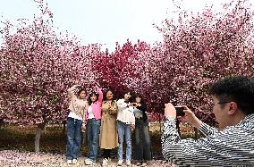 Blooming Begonia Forest in Handan