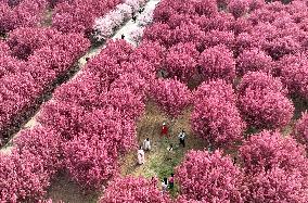 Blooming Begonia Forest in Handan