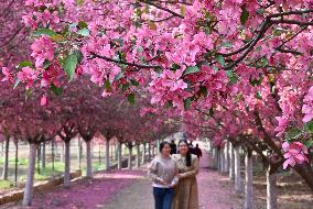 Blooming Begonia Forest in Handan