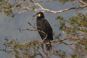 Daily Life- Great Cormorant In Nepal