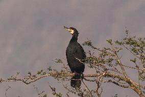 Daily Life- Great Cormorant In Nepal