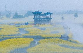 Rape Flower Scenic Spot Fog Scenery in Xinghua