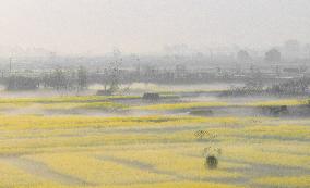 Rape Flower Scenic Spot Fog Scenery in Xinghua