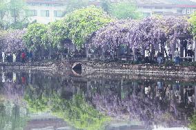 Wisteria Flowers in Full Bloom on The Water Promenade on The Campus of Zhejiang University in Hangzhou