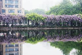 Wisteria Flowers in Full Bloom on The Water Promenade on The Campus of Zhejiang University in Hangzhou