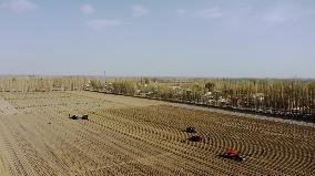 Transplanting Pepper Seedlings in Bazhou