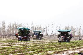 Transplanting Pepper Seedlings in Bazhou
