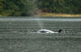 Orphaned Orca Calf Lives In A Lagoon - Canada