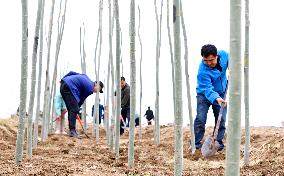 Volunteers Plant Trees in Zhangye