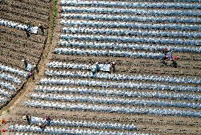 Chili Pepper Planting in Anqing
