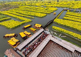 Tourists Enjoy Rape Flower in Xinghua