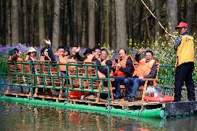 Water Forest Scenic Spot in Xinghua
