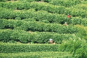 Tea Harvest in Hangzhou
