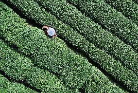 Tea Harvest in Hangzhou