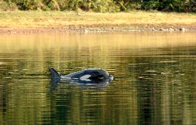 Orphaned Two-Year-Old Orca Continues To Live In A Lagoon Near Zeballos - BC