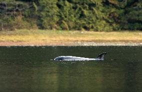 Orphaned Two-Year-Old Orca Continues To Live In A Lagoon Near Zeballos - BC