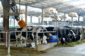 A Dairy Farm in Hai 'an