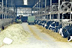 A Dairy Farm in Hai 'an
