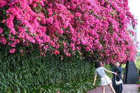 Blooming Triangle Plum in Nanning