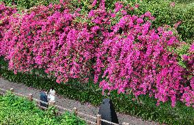 Blooming Triangle Plum in Nanning