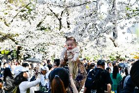 Cherry Blossoms In Bloom In Tokyo