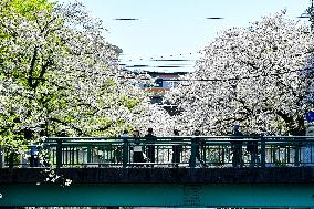 Cherry Blossoms In Bloom In Tokyo