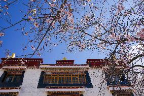 CHINA-XIZANG-LHASA-FLOWERS (CN)