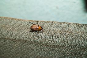 Anomala Bengalensis  -  Scarab Beetle