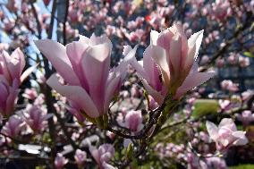 Magnolias bloom in Vinnytsia
