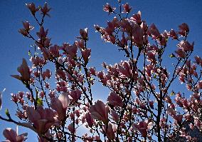 Magnolias bloom in Vinnytsia