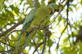 Green Parrots Hanging From Tree - India