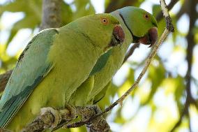 Green Parrots Hanging From Tree - India