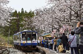 Cherry blossoms at quake-hit town train station