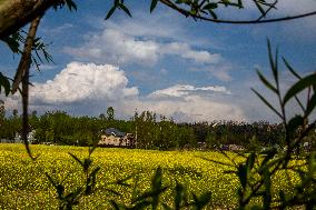 Golden Mustard Fields: Kashmir's Enchanting Attraction