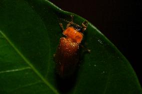 A Firefly (Lampyridae) Was Seen On The Tree Leaf
