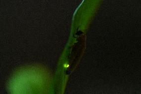 A Firefly (Lampyridae) Was Seen On The Tree Leaf