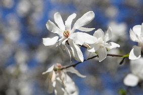 Kobus magnolias bloom in Dnipro