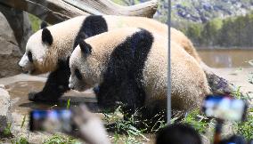 Twin giant pandas at Ueno zoo
