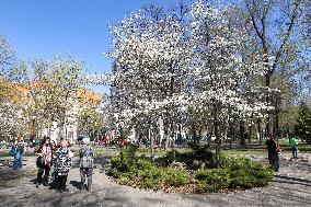 Kobus magnolias bloom in Dnipro