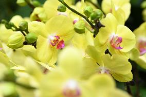 Orchid Exhibition in Nanning