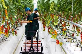 Qinhu Smart Agricultural Park digital factory in Taizhou